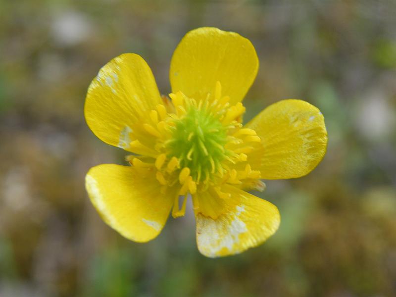 Ranunculus paludosus.JPG